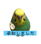 ヨーキーセラと時々スーチャン（個別スタンプ：15）