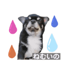 黒蜜（個別スタンプ：3）
