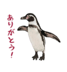 ほほえみフレンズ！ペンギンのぺったんこ（個別スタンプ：1）