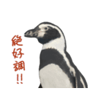 ほほえみフレンズ！ペンギンのぺったんこ（個別スタンプ：12）