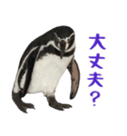 ほほえみフレンズ！ペンギンのぺったんこ（個別スタンプ：14）