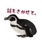 ほほえみフレンズ！ペンギンのぺったんこ（個別スタンプ：15）