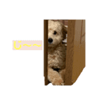 雄大とぽぽ⑤（個別スタンプ：4）
