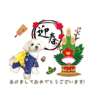 マルチーズのポコ•ﻌ•（個別スタンプ：3）