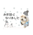 マルチーズのポコ•ﻌ•（個別スタンプ：12）