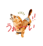 ダックスフンドのたいちくん（個別スタンプ：2）