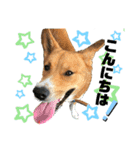 紀州犬 レンのスタンプ（個別スタンプ：3）