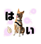 紀州犬 レンのスタンプ（個別スタンプ：6）