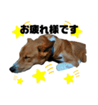 紀州犬 レンのスタンプ（個別スタンプ：12）