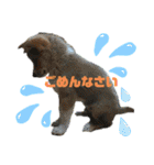 紀州犬 レンのスタンプ（個別スタンプ：13）