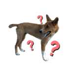紀州犬 レンのスタンプ（個別スタンプ：17）