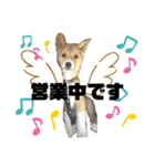 紀州犬 レンのスタンプ（個別スタンプ：19）