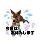紀州犬 レンのスタンプ（個別スタンプ：20）