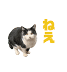 にゃいもいとおともだち2（個別スタンプ：3）