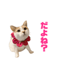 にゃいもいとおともだち2（個別スタンプ：4）
