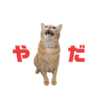 にゃいもいとおともだち2（個別スタンプ：5）