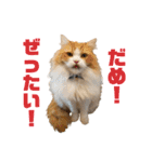 にゃいもいとおともだち2（個別スタンプ：6）