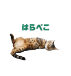 にゃいもいとおともだち2（個別スタンプ：8）