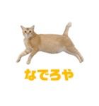 にゃいもいとおともだち2（個別スタンプ：10）