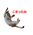 にゃいもいとおともだち2（個別スタンプ：31）