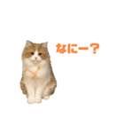にゃいもいとおともだち2（個別スタンプ：33）