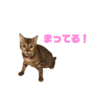 にゃいもいとおともだち2（個別スタンプ：36）