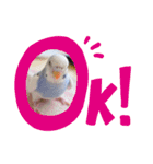 せきせいいんこのぷーちゃん4（個別スタンプ：4）
