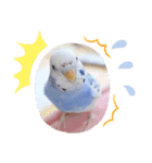 せきせいいんこのぷーちゃん4（個別スタンプ：7）