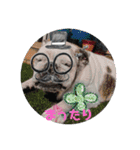 ぼへぼへ〜ブルドッグのあいちゃんです♡2（個別スタンプ：4）