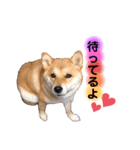 柴犬こむぎNO.3（個別スタンプ：1）