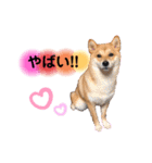 柴犬こむぎNO.3（個別スタンプ：2）