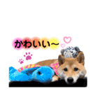 柴犬こむぎNO.3（個別スタンプ：3）
