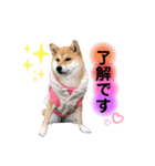 柴犬こむぎNO.3（個別スタンプ：4）