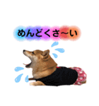 柴犬こむぎNO.3（個別スタンプ：5）