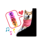 柴犬こむぎNO.3（個別スタンプ：6）