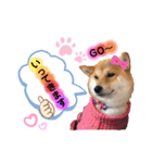 柴犬こむぎNO.3（個別スタンプ：7）
