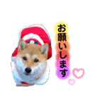 柴犬こむぎNO.3（個別スタンプ：8）