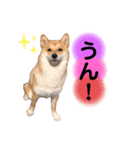 柴犬こむぎNO.3（個別スタンプ：9）