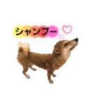 柴犬こむぎNO.3（個別スタンプ：10）