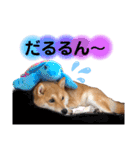 柴犬こむぎNO.3（個別スタンプ：11）