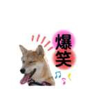 柴犬こむぎNO.3（個別スタンプ：12）