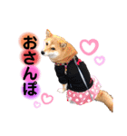 柴犬こむぎNO.3（個別スタンプ：13）