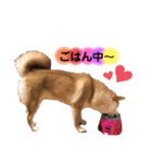 柴犬こむぎNO.3（個別スタンプ：14）