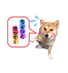 柴犬こむぎNO.3（個別スタンプ：15）