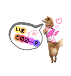 柴犬こむぎNO.3（個別スタンプ：16）