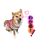柴犬こむぎNO.3（個別スタンプ：17）