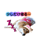 柴犬こむぎNO.3（個別スタンプ：19）