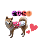 柴犬こむぎNO.3（個別スタンプ：20）
