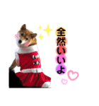 柴犬こむぎNO.3（個別スタンプ：21）