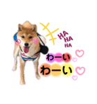 柴犬こむぎNO.3（個別スタンプ：22）